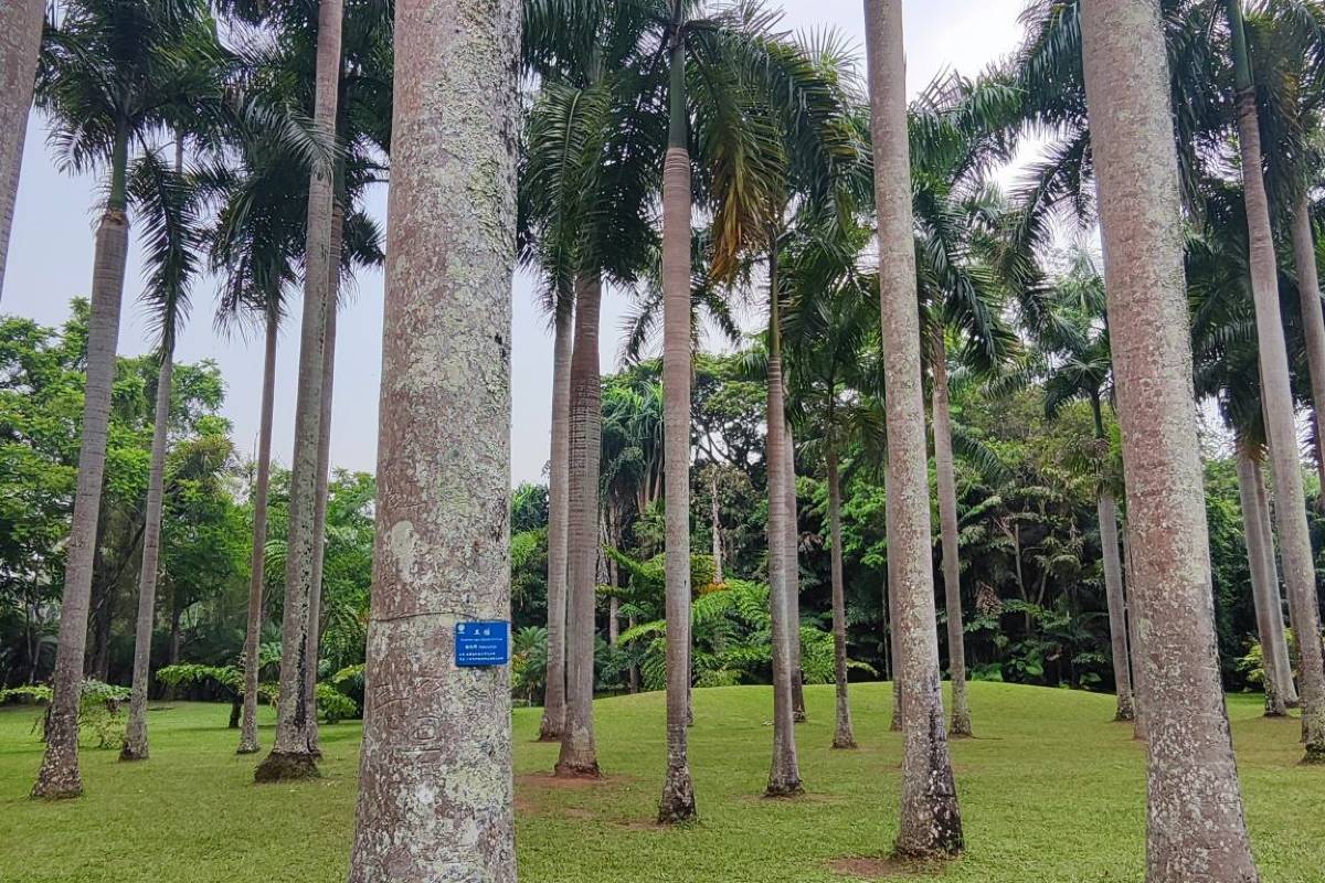 3. Escape to the Tranquil Menglun Nature Reserve