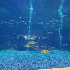三亞亞龍灣迎賓館·海洋主題海藍餐廳張用戶圖片