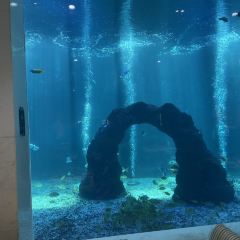 三亚亚龙湾迎宾馆·海洋主题海蓝餐厅 User Photo