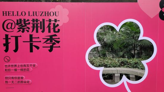 每當紫荊花盛開的時候都是柳州一年四季當中最漂亮的時候，在柳州
