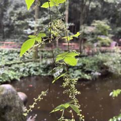 无漏秋山(素食餐厅) User Photo