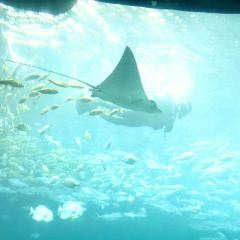Aqua - Aquarium Restaurant 여행 사진