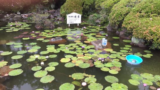 別府的地熱現象豐富多彩，世界上很少地方能夠媲美。別府市位於九