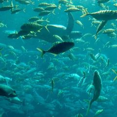 Aqua - Aquarium Restaurant 여행 사진