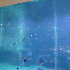 三亞亞龍灣迎賓館·海洋主題海藍餐廳張用戶圖片