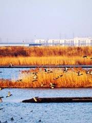 Yalv River Wetland