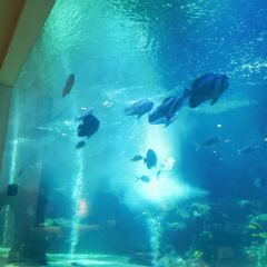 三亚亚龙湾迎宾馆·海洋主题海蓝餐厅 User Photo