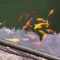 評論圖片 1
