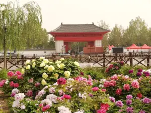 Heze Peony Park