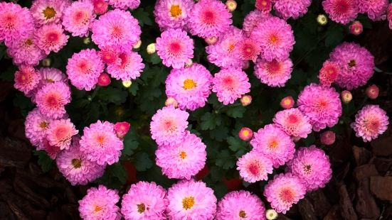 2024士林官邸菊展，即將於11/29日開幕，趁著正式開展前