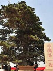 Chinese Pine King Tourist Area