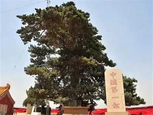 Chinese Pine King Tourist Area