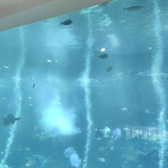 三亚亚龙湾迎宾馆·海洋主题海蓝餐厅 User Photo
