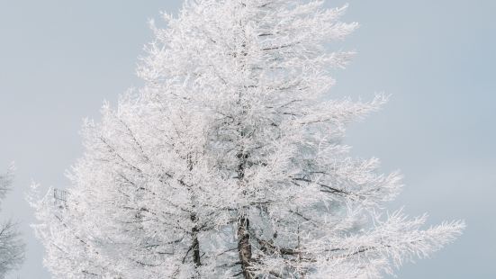 這個冬天，坐雪國列車去阿爾山看霧凇吧！❄️一到冬天，很多人都