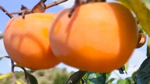 Liuzhai Persimmon Garden in Nandan County