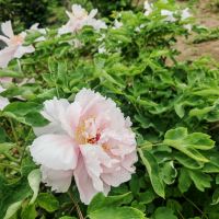 評論圖片 8