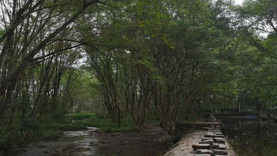 西溪南，一個宛若童話般的村莊，溪流穿過，白牆垂地，綠樹掩映，