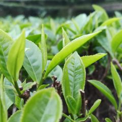 满氏家庭农庄 User Photo