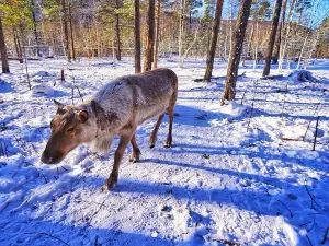 Changbai Mountain Edelweiss Reindeer Park