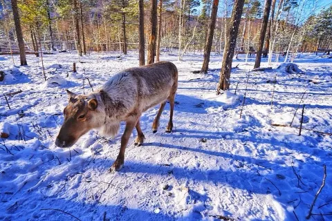 Changbai Mountain Edelweiss Reindeer Park