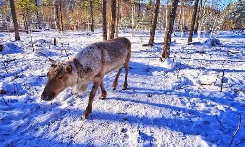 長白山雪絨花馴鹿園