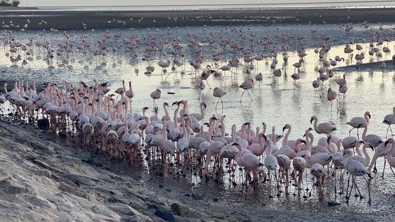Walvis Bay Lagoon Safe View Point 2