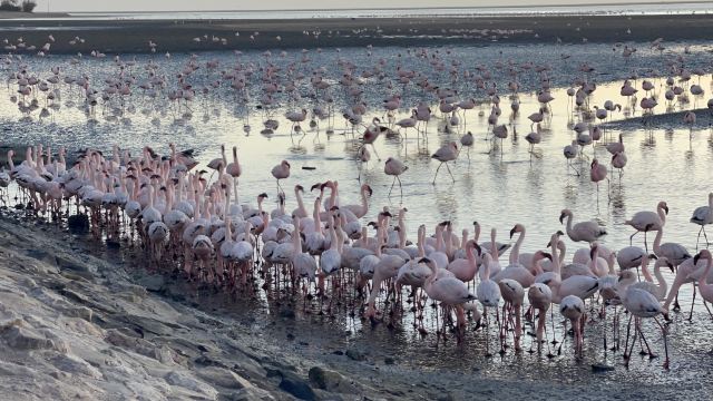 Walvis Bay Lagoon Safe View Point 2