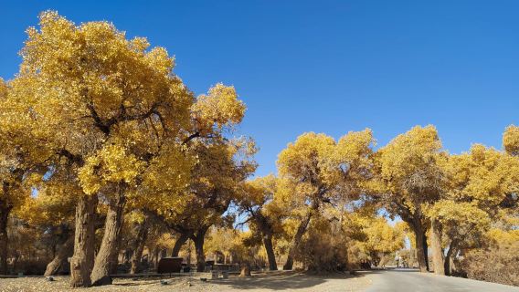 Siziwang Banner Populus Euphratica Forest Park