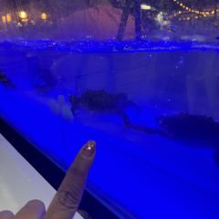 Kodtalay Seafood Buffet 여행 사진