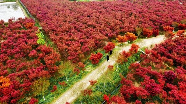 Red Maple Garden