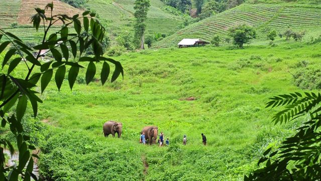 Elephant nature lovers sanctuary