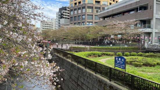 打卡目黑川樱花🌸季。目黑川是东京的赏樱名所，沿着山手通路流