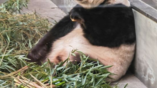 南山竹海的熊猫馆在鸡鸣村里，必须乘地轨才能去，有2只熊猫，挺