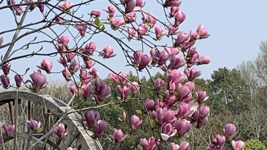 春天了，公园里好多花都开了：玉兰花、早樱花、垂丝海棠、杜梨花