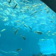 Aqua - Aquarium Restaurant User Photo