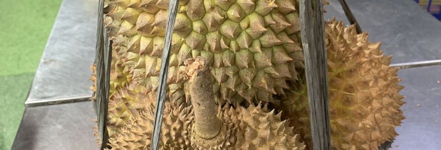 Si Bolang Durian