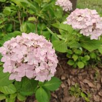 評論圖片 2