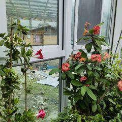 迭部扎尕那格桑梅朵民宿·餐廳張用戶圖片