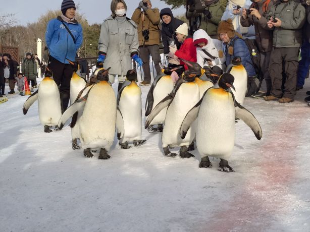 Asahiyama Zoo Tickets [2026] - Promos, Prices, Reviews & Opening