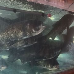 Xiangweitucaihuoyuguan (shinianlao) User Photo
