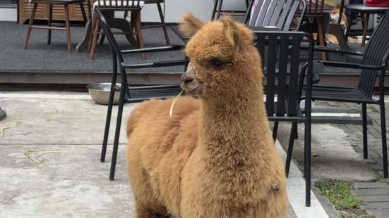 华侨城创意文化园如果周末来的话，人气是真的很旺呀。有个创意集