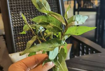 四面佛茶室用戶圖片