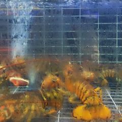 宾朋海鲜饭庄(兴海路二店) User Photo