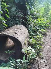 基諾山巴坡蝶探雨林徒步