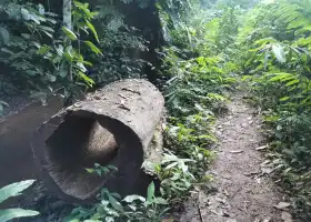 基諾山巴坡蝶探雨林徒步