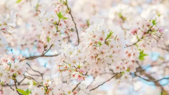 武汉大学的樱花太美啦好想去看啊，每年春天都要去看，真的太香了