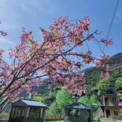 臘子口藏家樂張用戶圖片