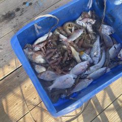 渔舟畅晚_出海捕鱼 User Photo