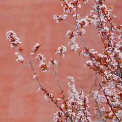 FengShou Ri (GuCun ZhengDa) User Photo