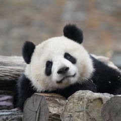 雅乐轩农家乐 User Photo